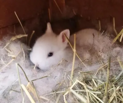 a small white hamster is sitting in a nest at Séjour à la ferme in Jouques