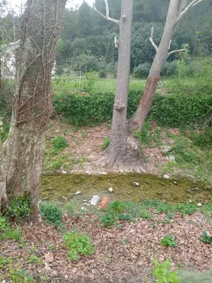 two trees standing next to each other in a field at T3 campagne Aix-en-Provence in Meyrargues