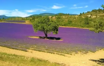 a tree in a field of purple flowers at Beautiful Home In La Bastide-Des-Jourdan in La Bastide-des-Jourdans