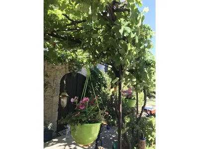 a garden with a tree and some plants in pots at Oud Wijnhuis Mas in Sénas