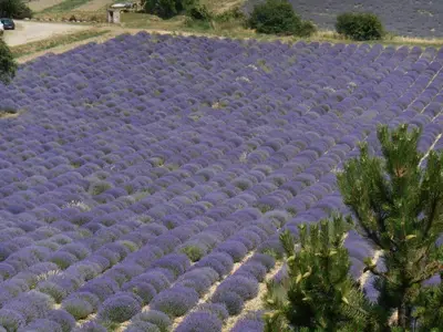 an overhead view of a large field of purple plants at Le Cabanon d'Amandine et Gabriel in Blauvac