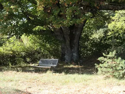 a park bench sitting under a tree in a field at La Grisonne Chalet 2 in Revest-du-Bion