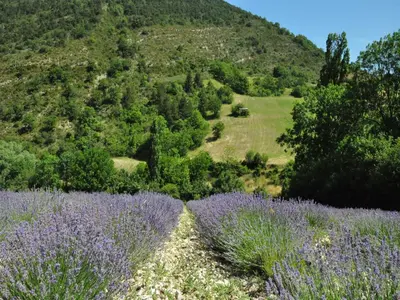a field of purple flowers in front of a mountain at Farmhouse in Carpentras with Pool in Carpentras