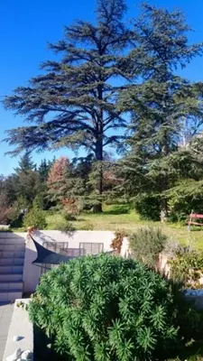 a large tree in the middle of a yard at chambre d'hote de charme 