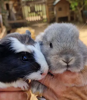 two small rabbits being held in a persons hand at nuitée à la ferme in Jouques
