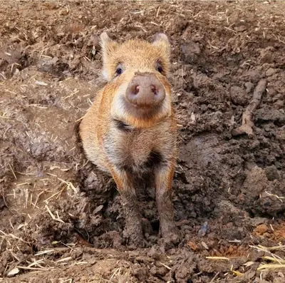 a small brown pig standing in the mud at nuitée à la ferme in Jouques