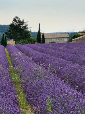 a field of purple flowers with a building in the background at La Grange des Joumillons in Saint-Saturnin-les-Apt