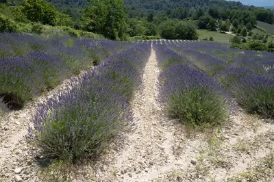a field of lavender with a dirt road at Maison de campagne La Teranga au coeur du Luberon in Apt