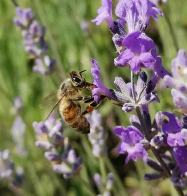 a bee is sitting on a purple flower at La Farigoulette - Vieux village in Saint-Saturnin-les-Apt