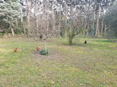 a group of chickens standing around a tree in a field at Provence Gîte de caractère à MONTEUX entre AVIGNON LUBERON Mt VENTOUX in Monteux