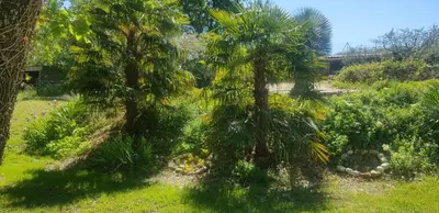 a couple of palm trees in a yard at Chambre d'hôtes in La Tour-dʼAigues