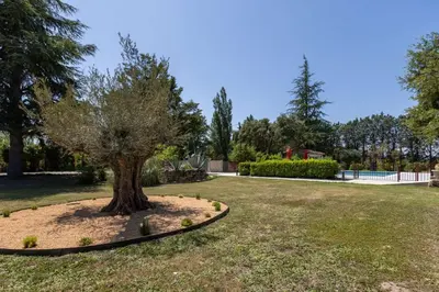 a tree in the middle of a yard at SmartStay Mas Les Cedres - Proche Isle-sur-la-Sorgue in Lagnes