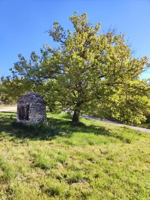 a tree in the middle of a field with a tree at Apt capitale du Luberon appartement 3 chambres 4 lits in Apt