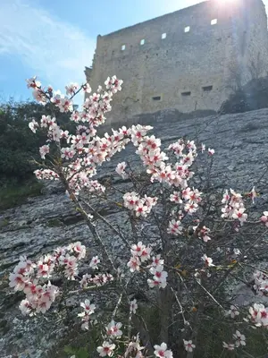 a tree with pink flowers on top of a hill at Apt capitale du Luberon appartement 3 chambres 4 lits in Apt