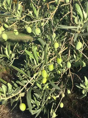 a bunch of green fruit on a tree at L'Oustalet des Alpilles in Saint-Rémy-de-Provence