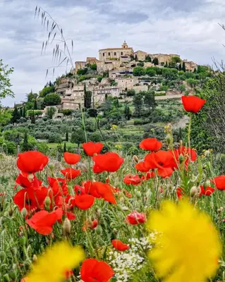 a field of red poppies in front of a castle at Le Jardin des Oliviers in Apt