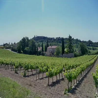 a vineyard with a bunch of green vines at Gîte l'olivier in Sainte-Tulle