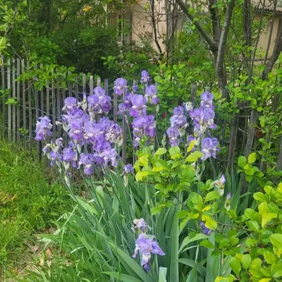 a bunch of purple flowers in front of a fence at L' Escale in Bonnieux