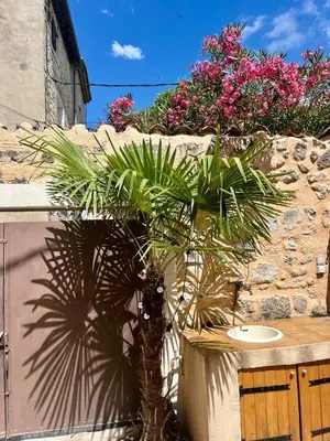 a palm tree in front of a stone wall at Charming & medieval village house completely renovated with great exterior and views in Mallemort