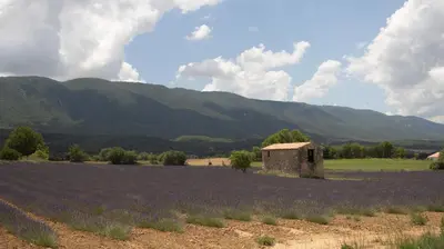 an old building in a field of purple flowers at Studio dans le Luberon in Céreste