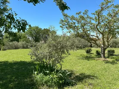 a field with trees and green grass and a tree at Maison avec jardin in Saumane-de-Vaucluse