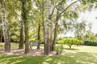 a horse standing in a field with trees at Beautiful Provencal Mas with swimming pool in Le Thor