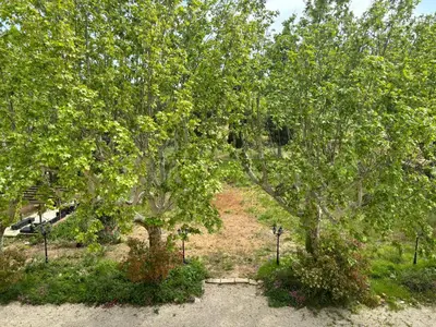 a group of trees in a yard with a field at Appartement de standing dans une bastide Aixoise in Aix-en-Provence
