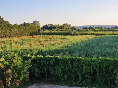 a view of a vineyard from behind a hedge at Chambre de 2 personnes dans Mas de Lubéron in Robion en Luberon