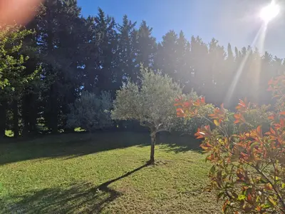 a small tree in the middle of a field at le mazet de LOÏS in Carpentras