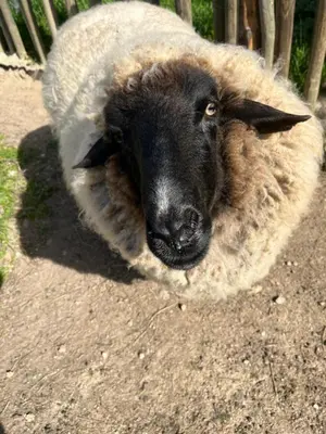 a black sheep is laying on the ground at Éco Lodge - Nature et Spa in Aurons