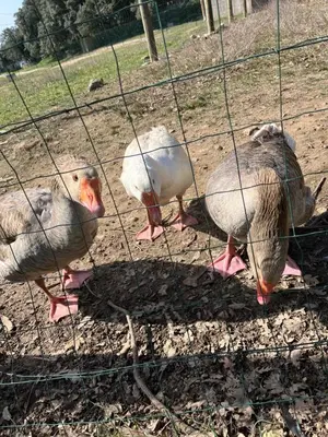a group of chickens standing in a cage at Éco Lodge - Nature et Spa in Aurons