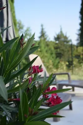 a plant with red flowers sitting on a table at Moulin des Gypses Gîte Les Pampres, Ventoux in Mormoiron