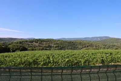a vineyard with a fence in front of a field at Les Vignes du Luberon in Saignon