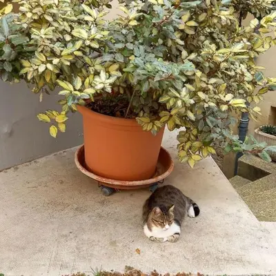 a cat laying next to a large potted plant at Le petit gîte de Rosalie in Blauvac