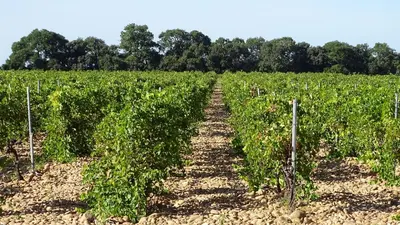 a field of potato plants with trees in the background at Gîte au coeur du vignoble des Saumanes in Châteauneuf-de-Gadagne