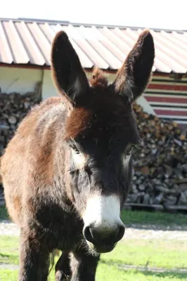 a brown and white donkey standing in a field at Ecurie Le Pas du Loup in Caumont-sur-Durance