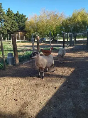 a sheep and a chicken standing in a field at Ecurie Le Pas du Loup in Caumont-sur-Durance