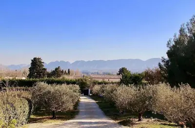 a dirt road with olive trees on either side at Villa aloha in Saint-Rémy-de-Provence