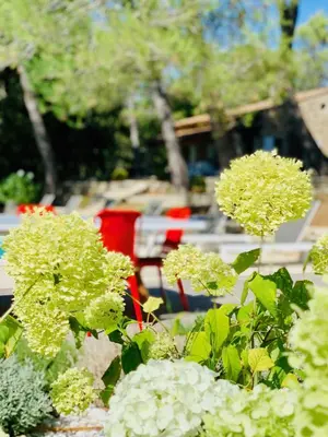 a group of white flowers in a garden at Zen et Chic, juste à coté de la Bastide de Marie in Ménerbes