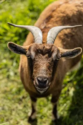 a ram with long horns is looking at the camera at Mas mes Aïeux in Saint-Rémy-de-Provence