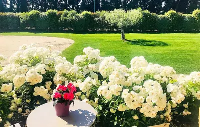 a flower pot sitting on a table next to white flowers at Lovely Home In Le Thor With Wifi in Le Thor