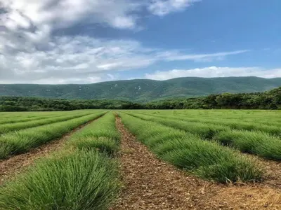 a field of green plants with mountains in the background at Holiday Home Provence with Pool in Céreste