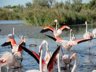 a flock of pink flamingos standing in the water at Holiday Home in Lacoste with Pool in Lacoste