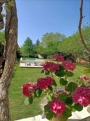 a bunch of pink flowers in a pot next to a tree at Superbe appartement neuf au cœur de la Provence. in Entraigues-sur-la-Sorgue