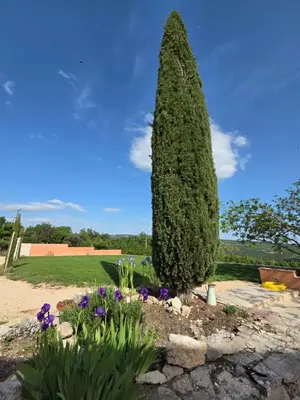 a large tree in a garden with purple flowers at Maison en Luberon in Sainte-Croix-à-Lauze