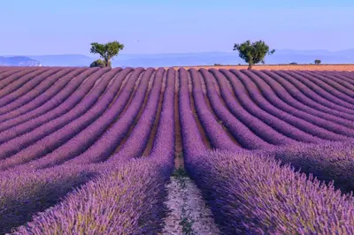 a field of lavender in the provence region of france at Cocon Authentique de Roussillon in Roussillon