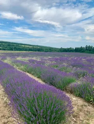 a field of crops with trees in the background at Le Gîte in Venelles