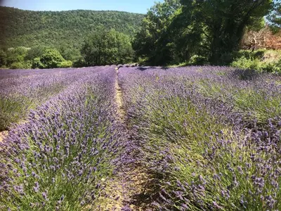 a field of purple flowers in a field at les Claveaux in Montfuron