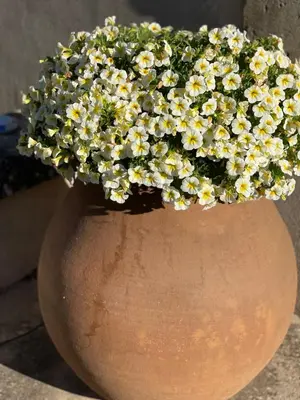a vase with yellow and white flowers in it at Gîte Les Alpilles in Eygalières