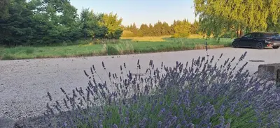 a car parked in a parking lot with purple flowers at Complexe dans un grand Mas Provençal en campagne avec piscine privée in Monteux